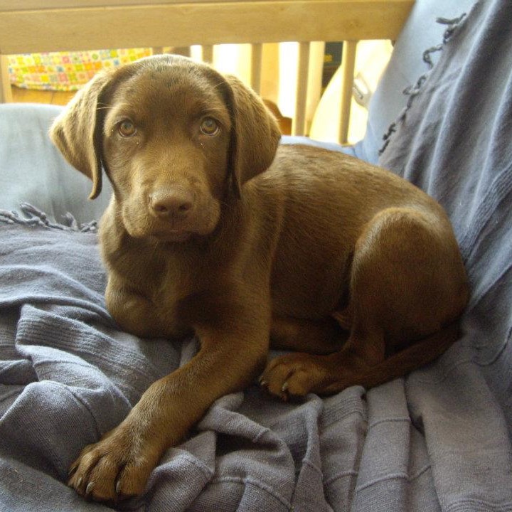 Taking your dog to work. Fane the Chocolate Labrador Puppy in the office.