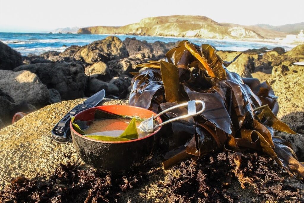 Foraging for seaweed